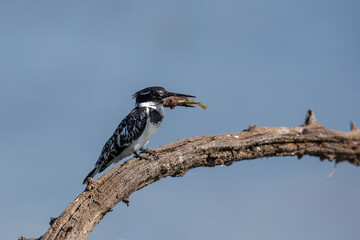 Obraz premium Pied kingfisher with a tiny fish in its mouth