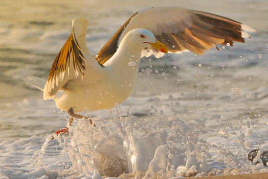 seagull on the beach