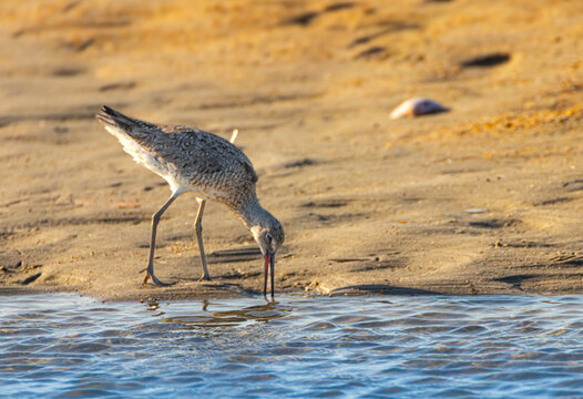 heron on the beach