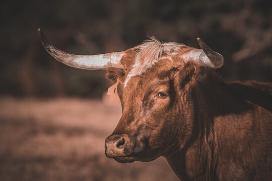 portrait of a cow