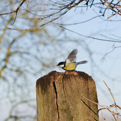Blue Tit perched on a fence post