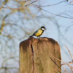 Blue Tit perched on a fence post