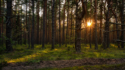 summer pine mossy forest magically illuminated from behind the trees by warm evening sunlight....