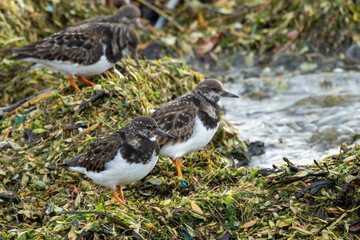 Turnstone (Arenaria interpres) - Found in rocky shores and tidal flats, Bull Island, Dublin, Ireland.