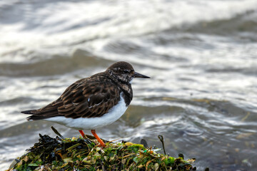 Turnstone (Arenaria interpres) - Found in rocky shores and tidal flats, Bull Island, Dublin, Ireland.
