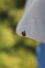 ladybug on clothes with blurred green background