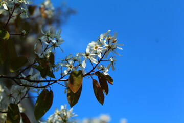 white flower with blue sky in the summer