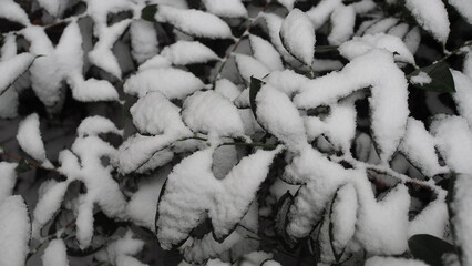 snow and leaves winter coming