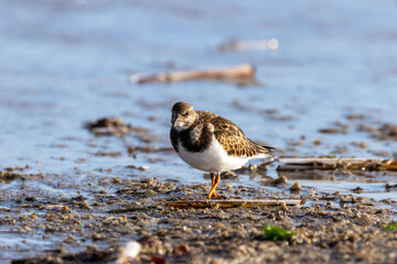 Turnstone (Arenaria interpres) - Found in rocky shores and tidal flats, Bull Island, Dublin, Ireland.