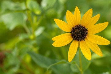 Beach sunflower, Helianthus debilis, a native wildflower on the east coast of America. Tolerates dry soil and salt spray, and is a dune stabilizer.