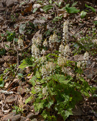 In spring, spikes of white Foamflowers, Tiarella cordifolia, bloom on the forest floor along the Shirley Miller Wildflower Trail, Pigeon Mountain, GA.