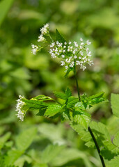 Petite white flowers and deeply lobed leaves of Aniseroot, Osmorhiza longistylis, growing in the...