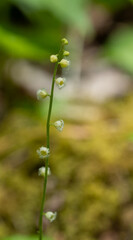 Macro image of the fringed dainty flower of Bishop's Cap, Mitella diphylla.