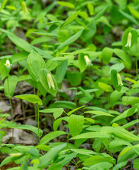 A colony of Perforated Bellflower, Uvularia perfoliata, with pale yellow drooping flowers that seem to perforate the bright green, ovate leaves.