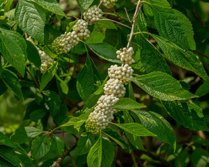 White beautyberry, Callicarpa americana var. alba, fruits and leaves on arching branches. Photographed in fall. Food source for wildlife.