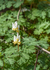 Dutchman's Breeches, Dicentra cucullaria, has multiple pantaloon-shaped flowers surrounded by fern-like leaves. A woodland spring ephemeral.