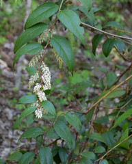 Mountain Doghobble, Leucothoe fontanesian, grows near a woodland stream bed. Drooping evergreen leaves and clusters of creamy white flowers.