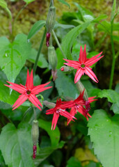 The bright red star-shaped flowers of Fire Pink, Silene virginica, along a rocky bluff on Chestnut Top Trail in Great Smoky Mountains National Park.