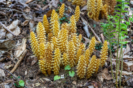 Bear Corn, Conopholis americana, a parasitic plant that targets oak tree roots. Creamy white flowers with finger-like stems, resemble corn husks.