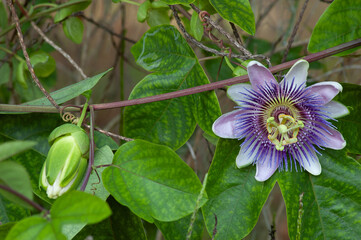 Purple Passionflower, Passiflora incarnata, facing the camera with details of its a complex structure of petals, sepals, and a central crown.