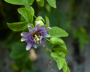 The flower, buds, and foliage of Purple Passionflower, Passiflora incarnata, features a complex structure of petals, sepals, and a central crown.