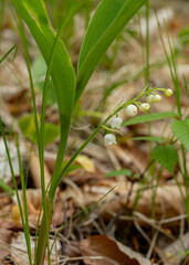 American Lily of the Valley, closeup of the leaves and white flowers, growing on Beech Mountain in North Carolina. Native to the southern Appalachia.