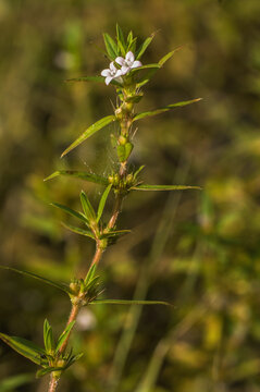White to pink flowers and opposite leaves of Virginia Buttonweed, Diodia virginiana. Native to central and eastern United States.