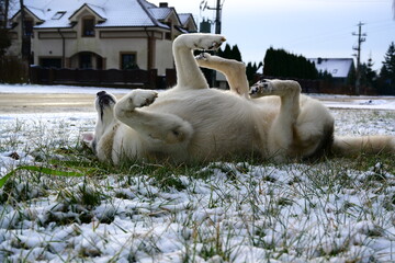 A dog rolling in fresh snow on a city lawn