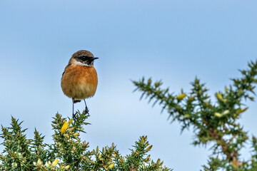 Stonechat (Saxicola rubicola) - Found in coastal grasslands and heathlands, Bull Island, Dublin, Ireland.