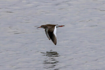 Redshank (Tringa totanus) - Found in tidal flats and saltmarshes, Bull Island, Dublin, Ireland.