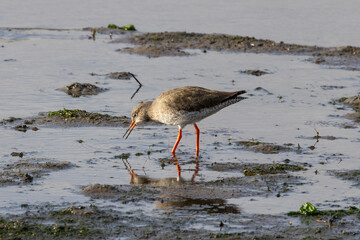 Redshank (Tringa totanus) - Found in tidal flats and saltmarshes, Bull Island, Dublin, Ireland.