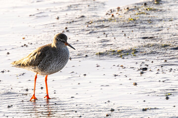 Redshank (Tringa totanus) - Found in tidal flats and saltmarshes, Bull Island, Dublin, Ireland.