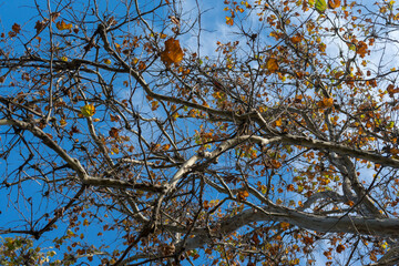 beautiful autumn