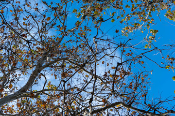 beautiful autumn