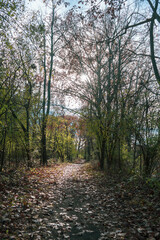 Fototapeta premium beautiful autumn