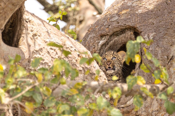 Leopardenbaby am Baum