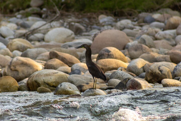 Great Blue Heron, Ardea herodias, single bird in water,
