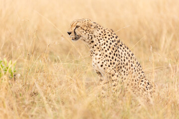 Gepard im hohen Gras