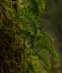 Tiny ferns grow out of moss on a tree in a Pacific Northwest rainforest 