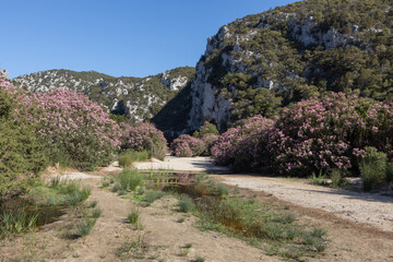 Mountain Valley with Blooming Pink Oleanders