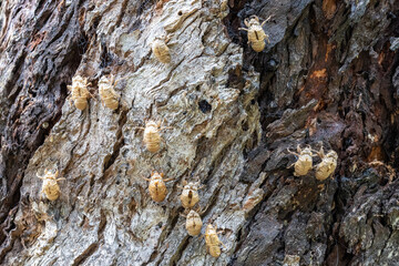 Australian cicada shells attached to tree trunk