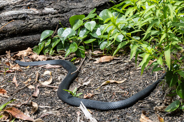 Australian Red-bellied Black Snake basking on forest floor