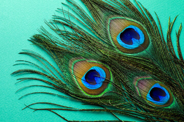 Obraz premium Many beautiful peacock feathers on turquoise background, top view