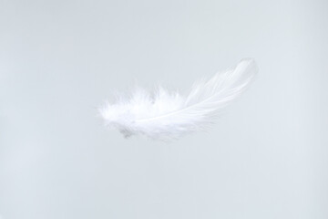 One beautiful fluffy feather isolated on white