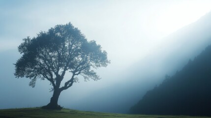 Solitary tree on misty hillside at dawn.