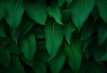 Naklejka premium Dark green leaf texture, Natural green leaves using as nature background wallpaper or tropical leaf cover page