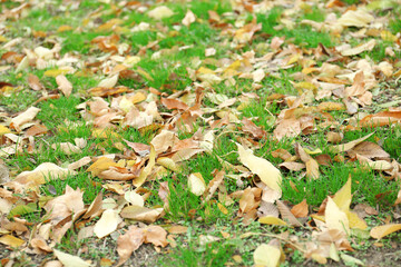 Many fallen autumn leaves on green grass