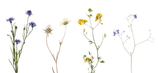 Beautiful meadow flowers in row isolated on white, set