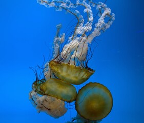beautiful jellyfishes swimming in blue water