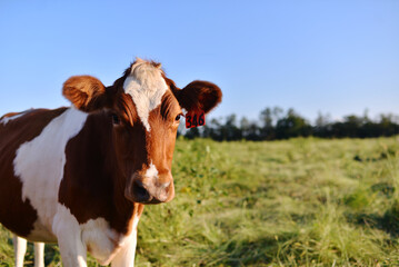 Red and White Holstein Cow in a Pasture